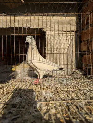 Highflyer Pigeon