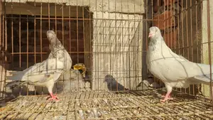 Highflyer Pigeon