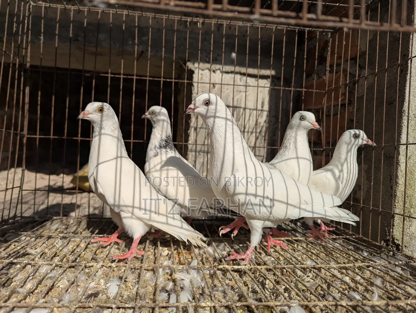 Highflyer Pigeon