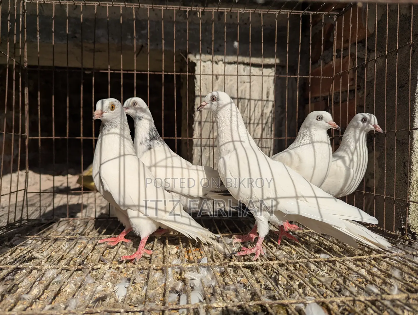 Highflyer Pigeon