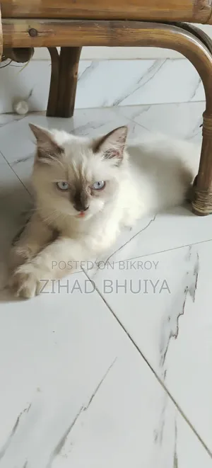 6-12 months Male Purebred Himalayan