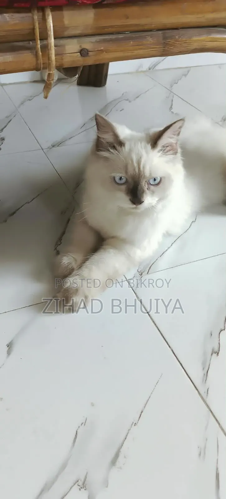 6-12 months Male Purebred Himalayan