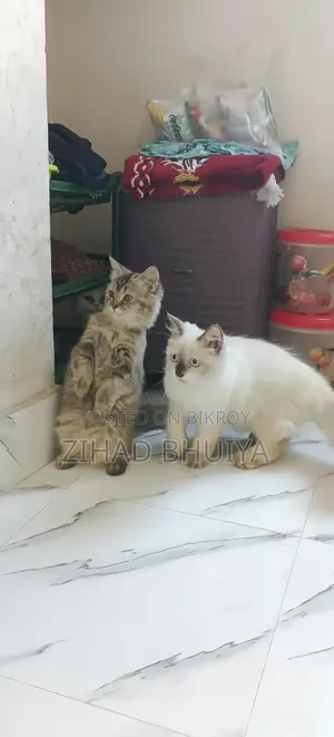 6-12 months Male Purebred Himalayan