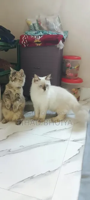 6-12 months Male Purebred Himalayan