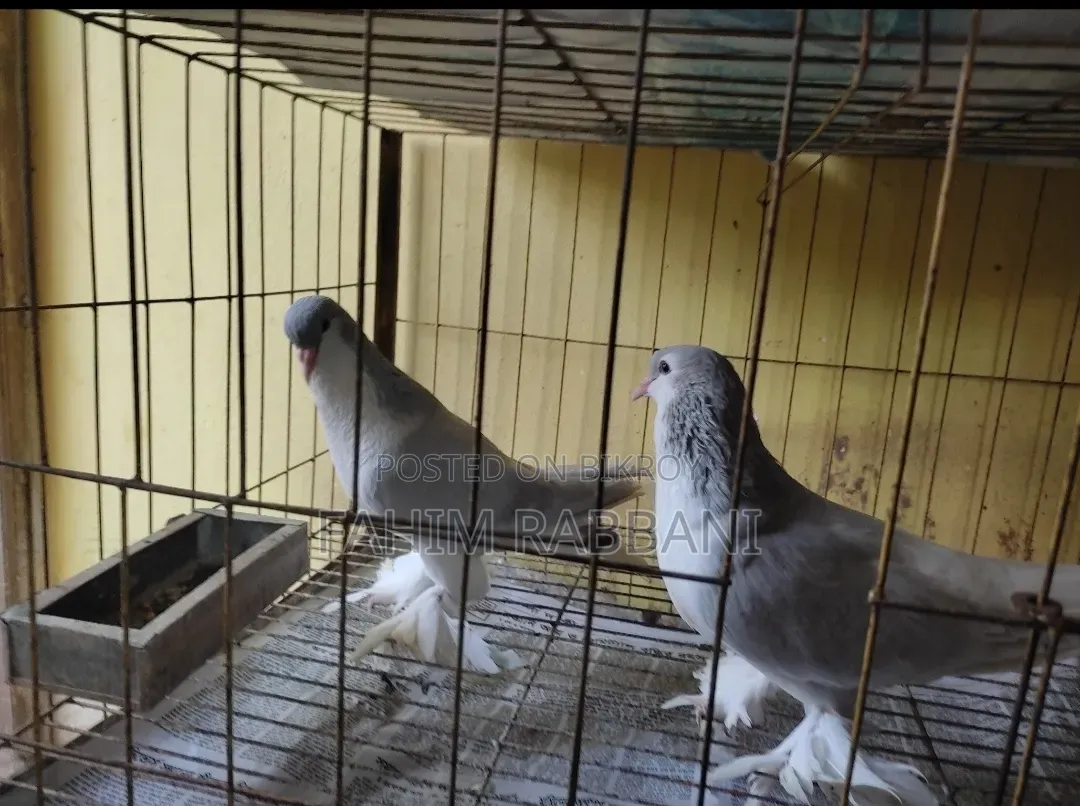 Lahori Pigeon