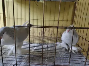 Lahori Pigeon