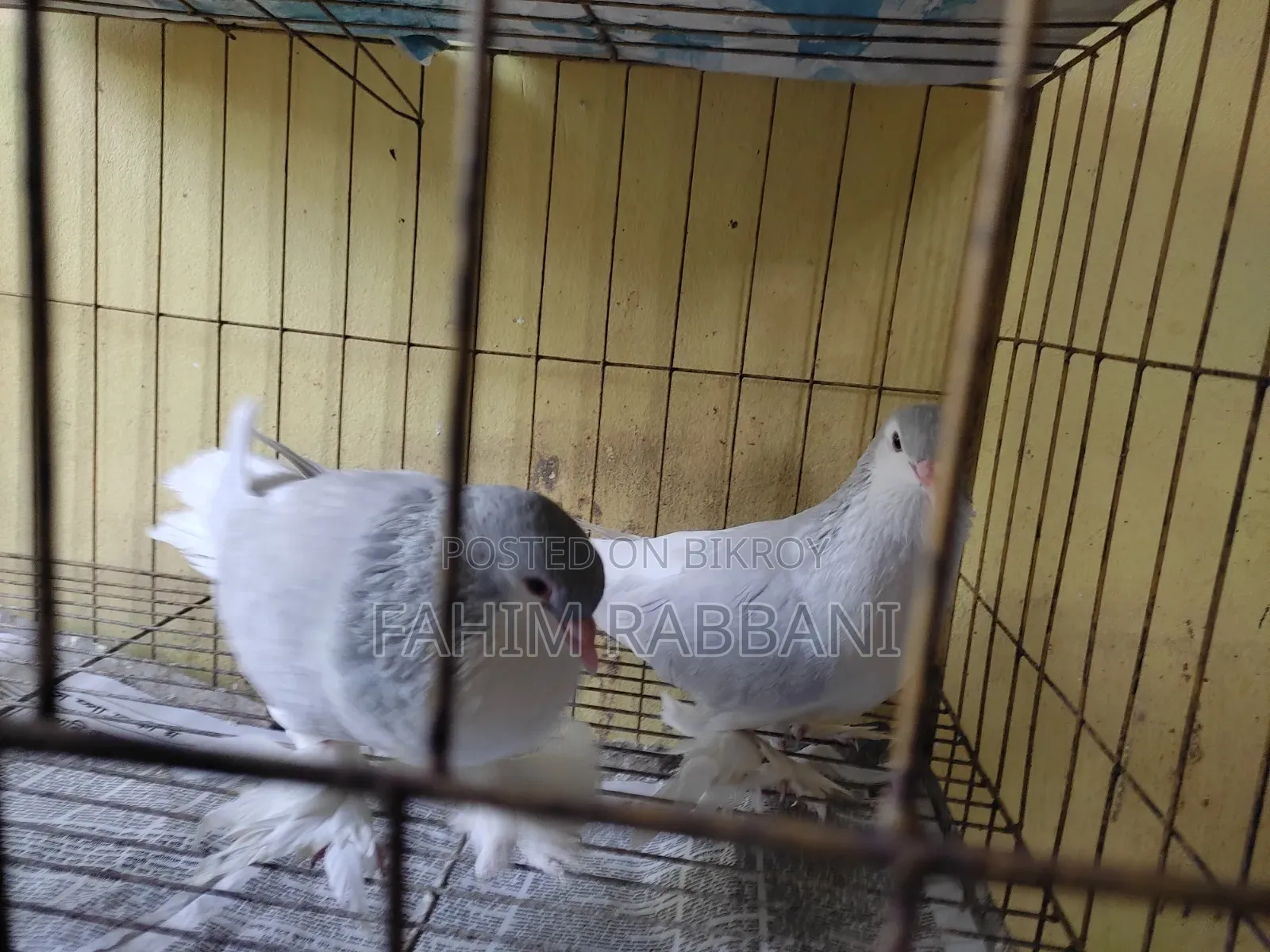 Lahori Pigeon