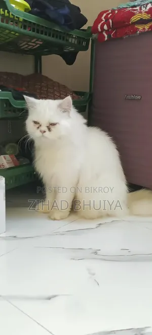 ৬-১২ মাস বয়সী ফিমেল পিওরব্রেড পার্সিয়ান
