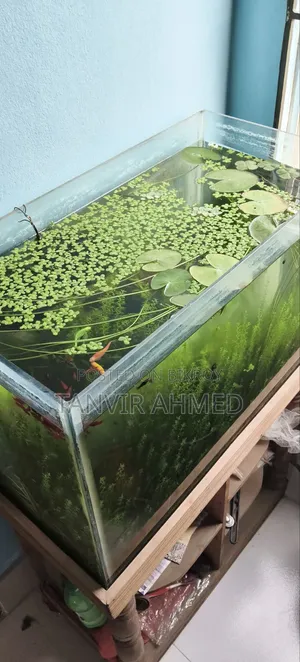Fish Aquarium