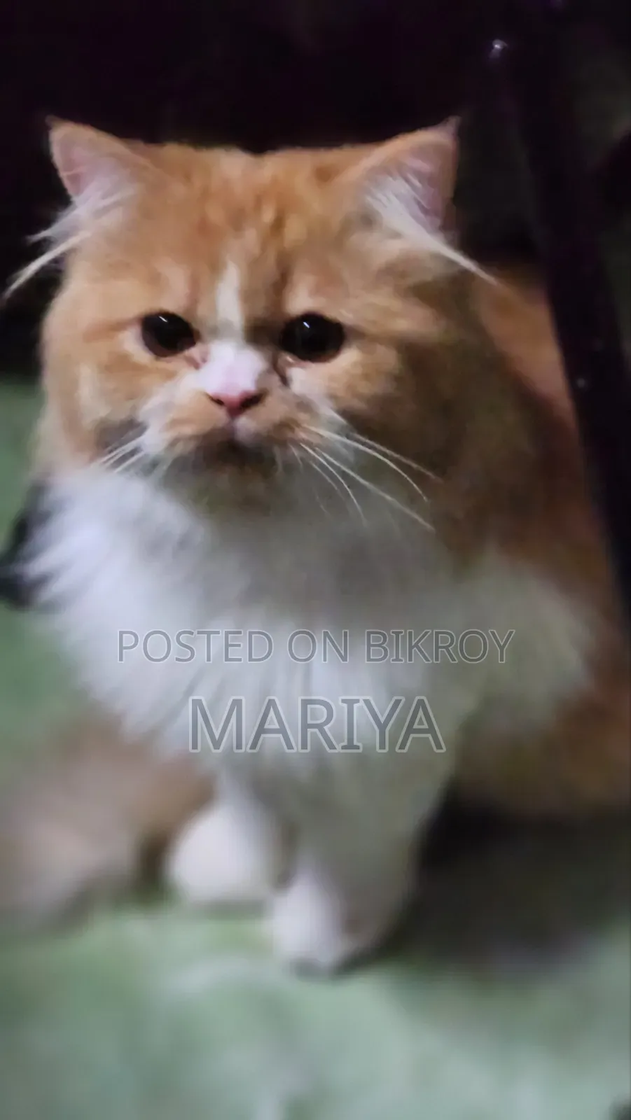 6-12 Months Male Purebred Persian