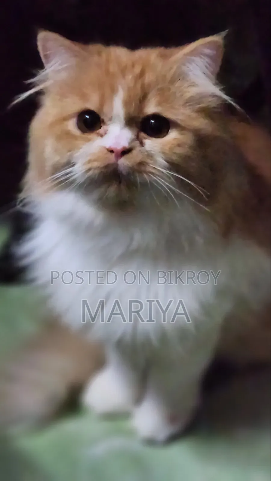6-12 Months Male Purebred Persian