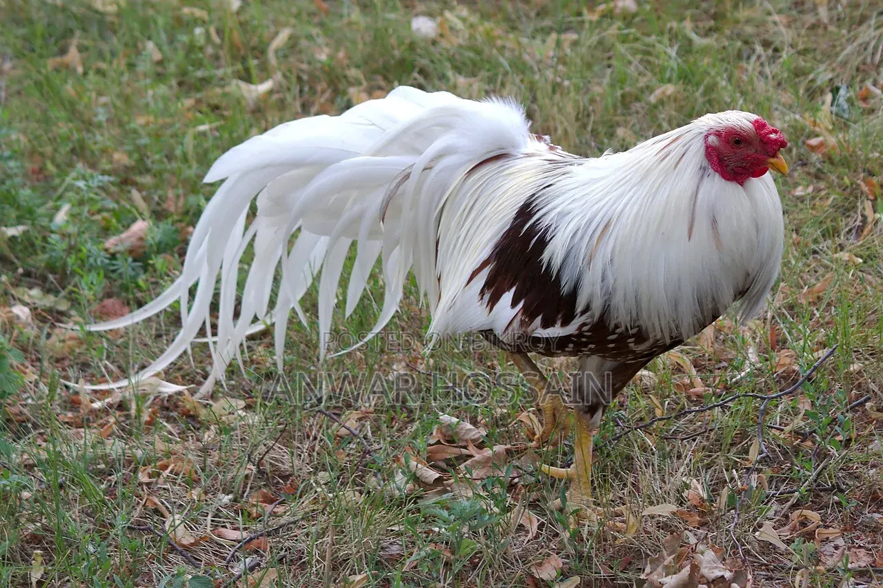 Yokohama Chicken