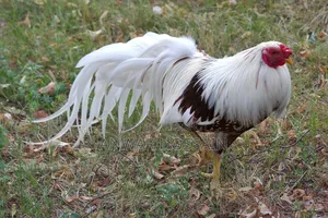 Yokohama Chicken