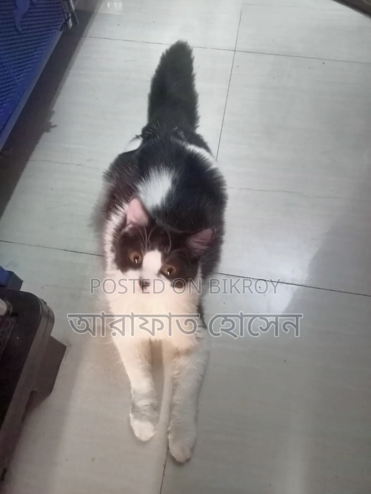 3-6 months Female Mixed Breed Persian