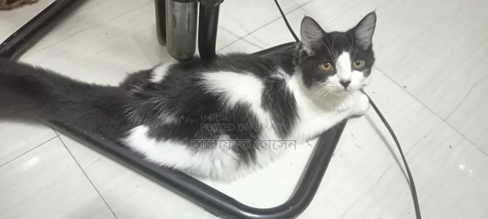 3-6 months Female Mixed Breed Persian