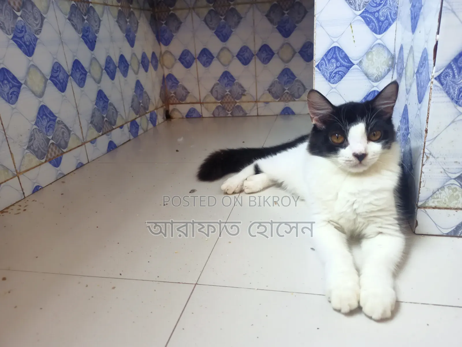 3-6 months Female Mixed Breed Persian