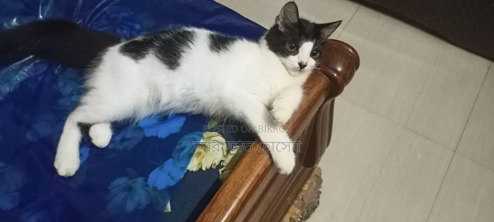 3-6 months Female Mixed Breed Persian