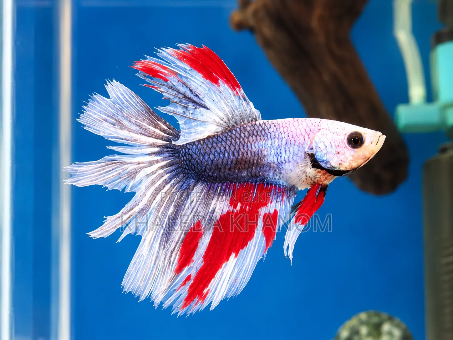 Fish and Aquarium Full Setup