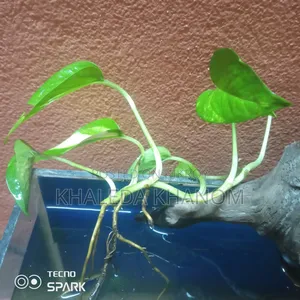 Fish and Aquarium Full Setup