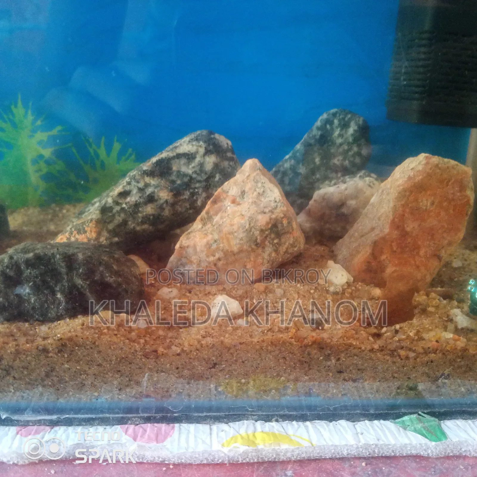 Fish and Aquarium Full Setup