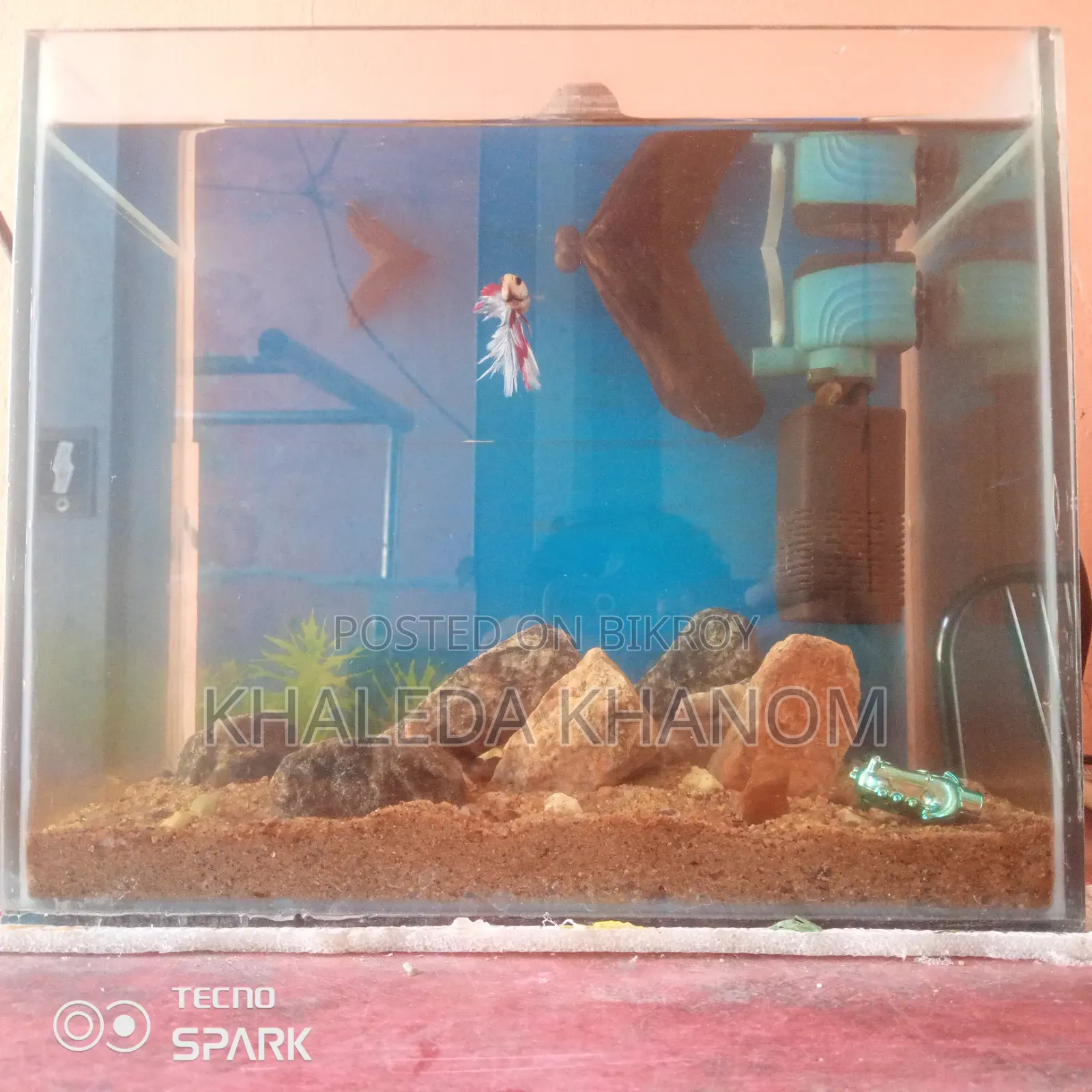 Fish and Aquarium Full Setup