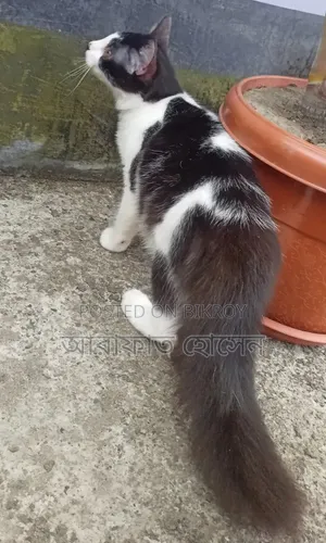 3-6 months Female Mixed Breed Persian