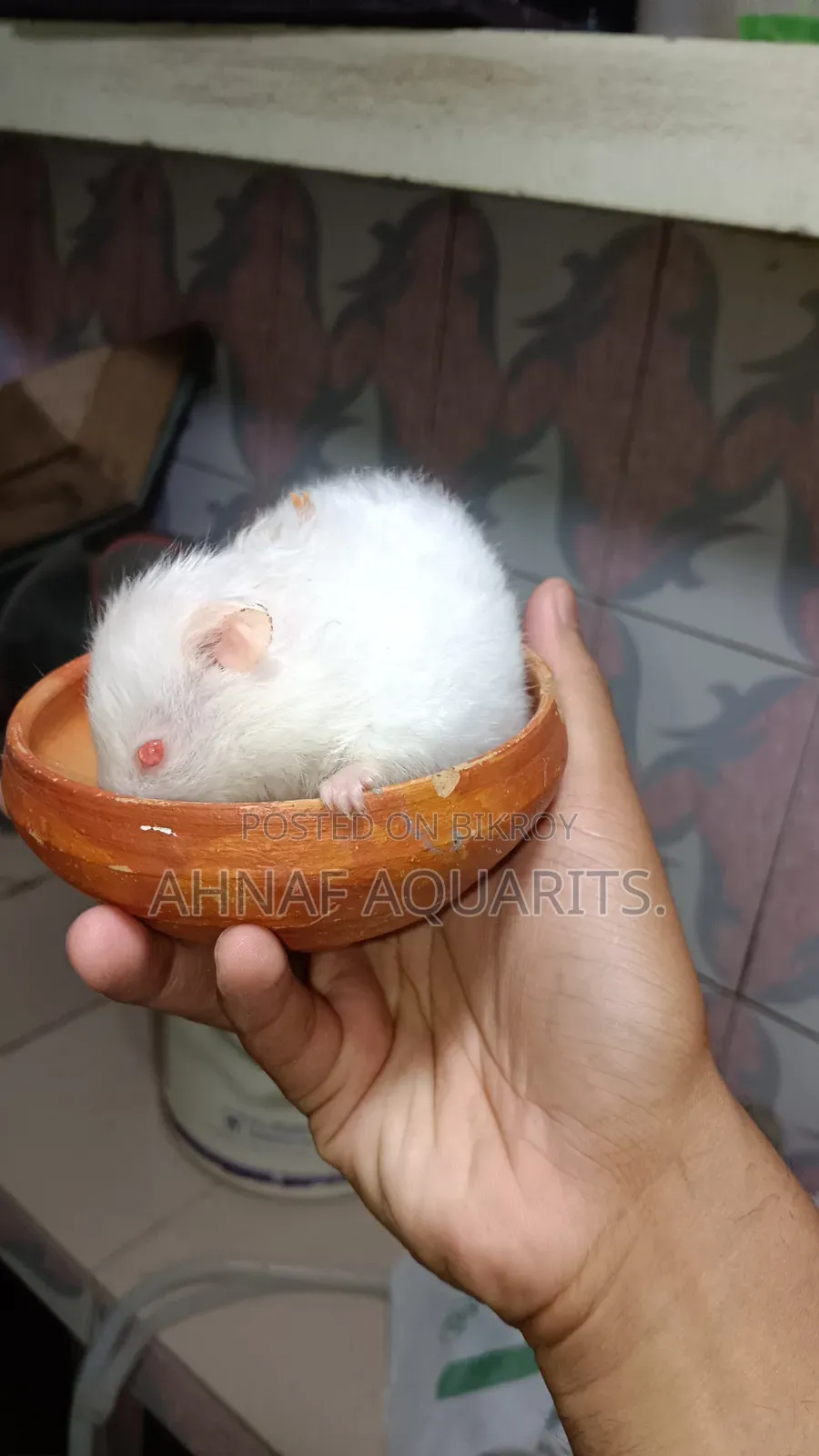 রানিং হোয়াইট অ্যালবিনো সিরিয়ান হ্যামস্টার ফিমেল