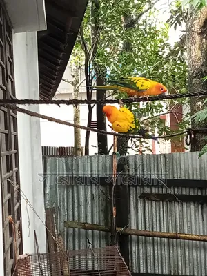Super Tame Sun Conure