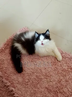 1-3 months Male Purebred Persian