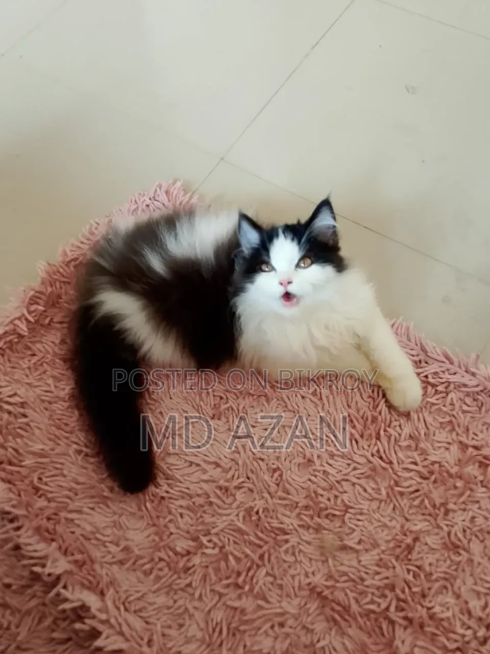 1-3 months Male Purebred Persian
