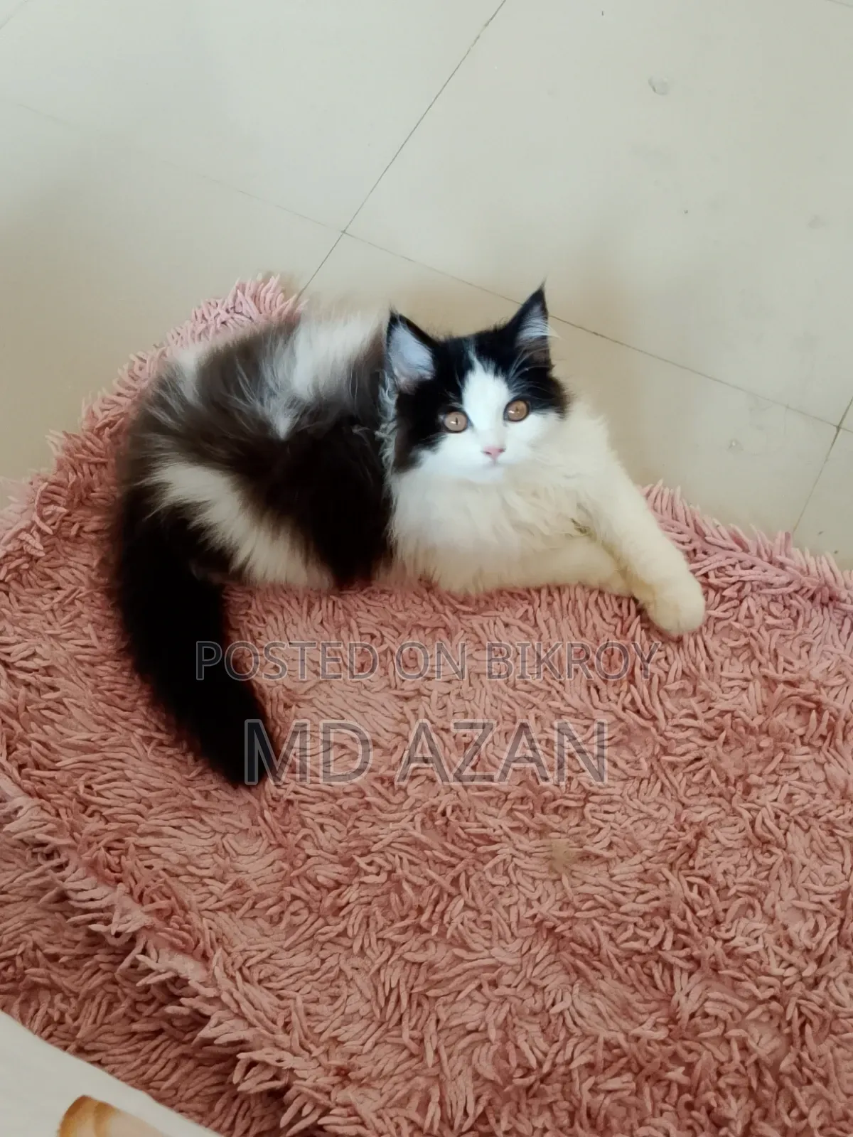 1-3 months Male Purebred Persian
