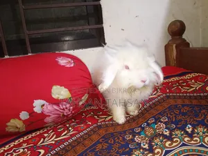 সবচেয়ে ভালো খরগোশ