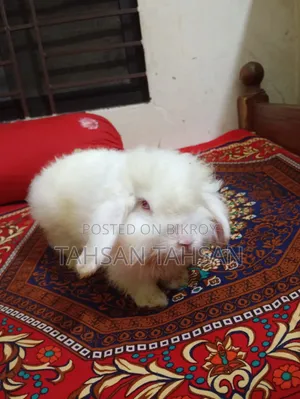 সবচেয়ে ভালো খরগোশ