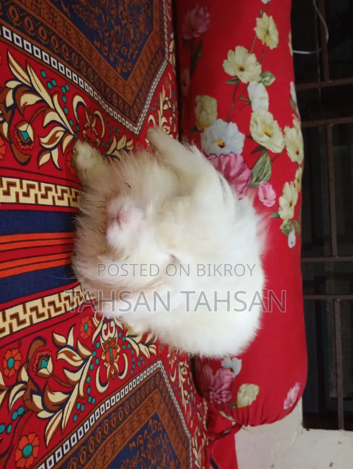 সবচেয়ে ভালো খরগোশ