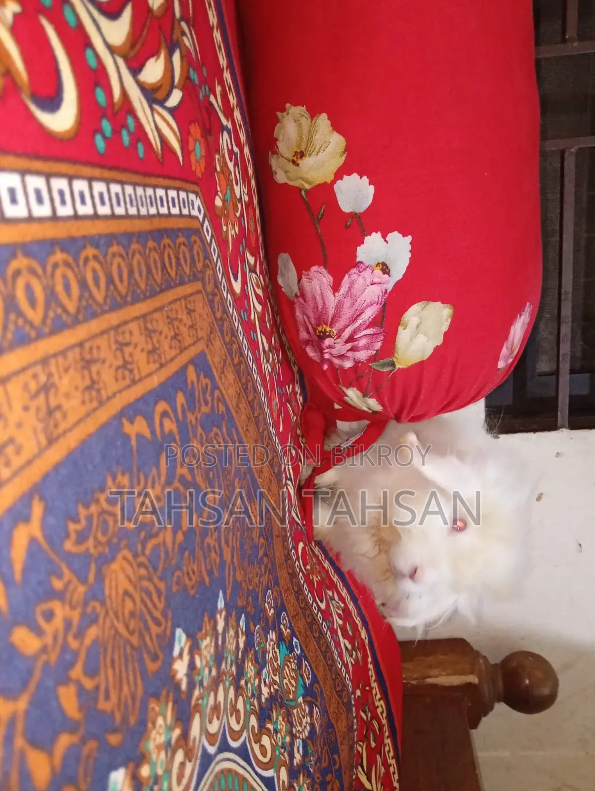 সবচেয়ে ভালো খরগোশ