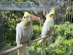 Cockatiel Pair