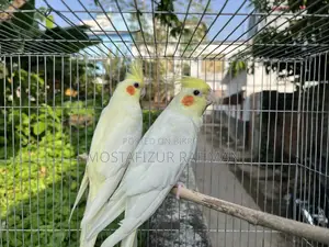 Cockatiel Pair