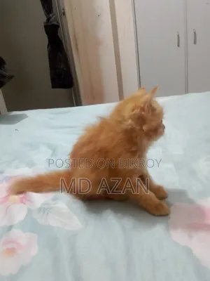 1-3 months Male Purebred Persian