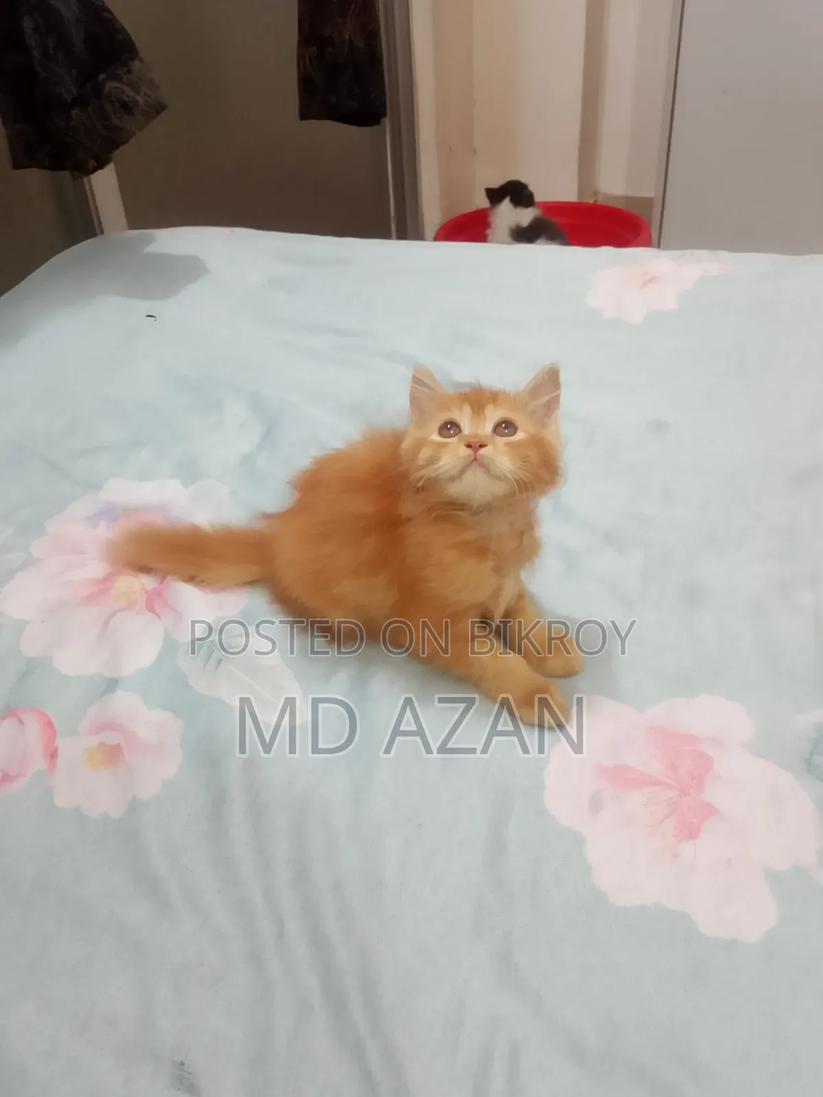 1-3 months Male Purebred Persian