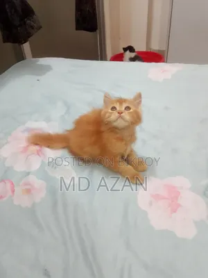 1-3 months Male Purebred Persian