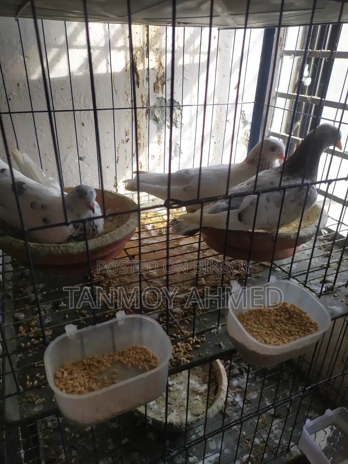 Urgent Sale