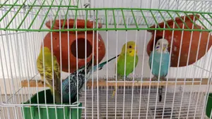 সম্পূর্ণ সেটআপসহ ২ জোড়া বাজরিগার পাখি