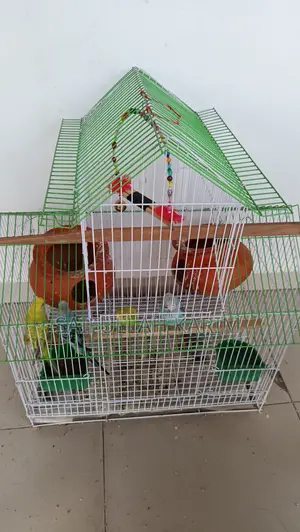 সম্পূর্ণ সেটআপসহ ২ জোড়া বাজরিগার পাখি