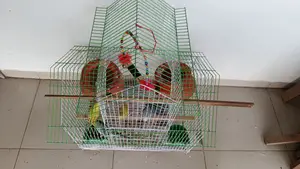 সম্পূর্ণ সেটআপসহ ২ জোড়া বাজরিগার পাখি