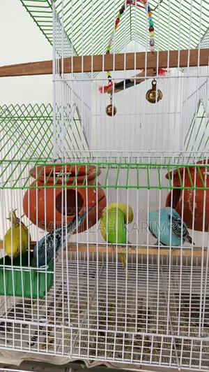 সম্পূর্ণ সেটআপসহ ২ জোড়া বাজরিগার পাখি