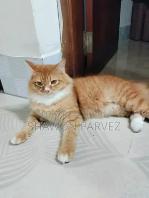 1+ year Male Purebred Persian