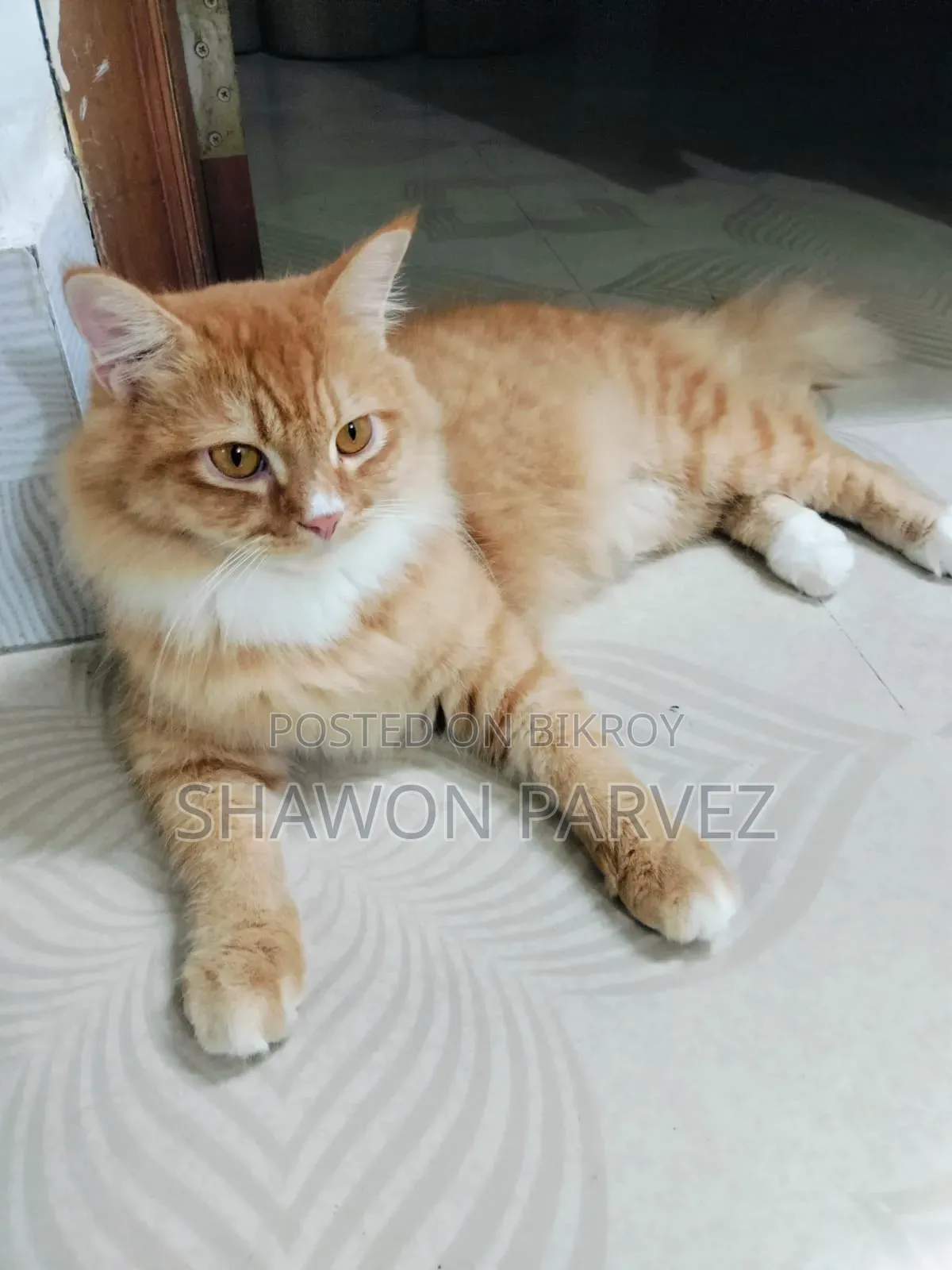 1+ year Male Purebred Persian