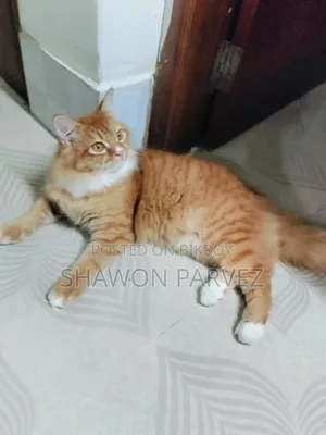 1+ year Male Purebred Persian