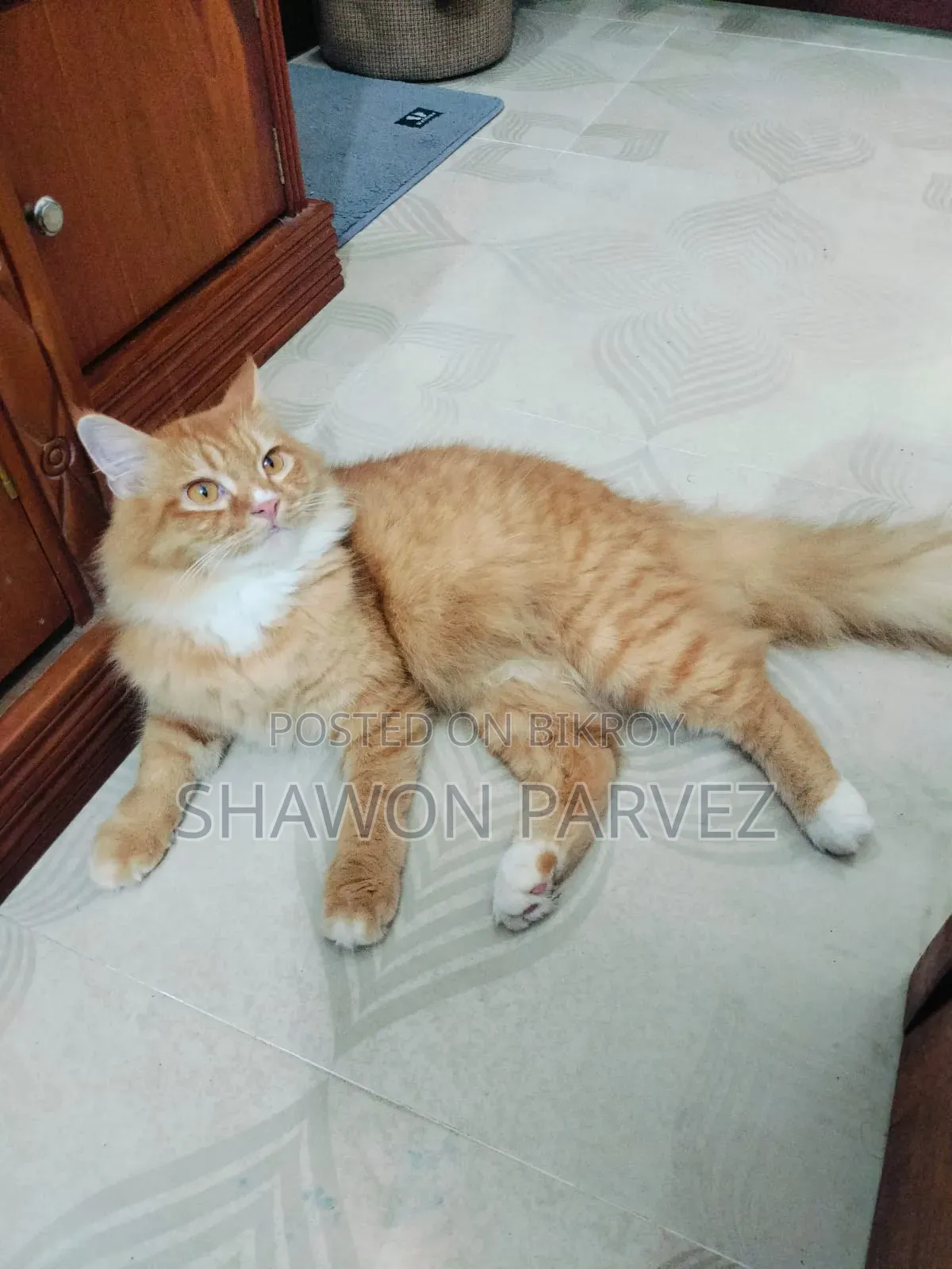 1+ year Male Purebred Persian