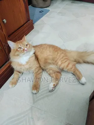 1+ year Male Purebred Persian